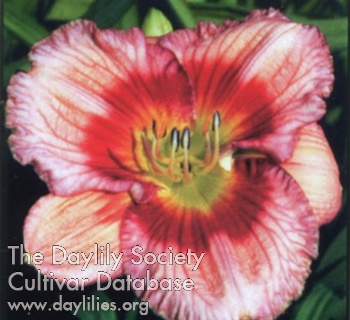 Daylily Fly Away Home